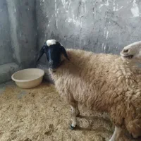 میه یا کاور