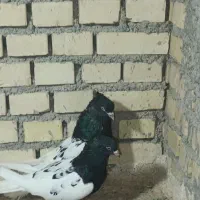 نروماده کله سیا