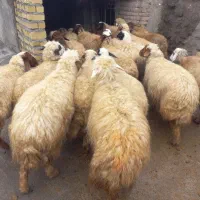 گوسفند میش وبره.|حیوانات مزرعه|زاغه, |دیوار