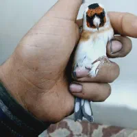 سهره نره بشرط|پرنده|شاهین‌شهر, عطار|دیوار