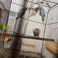 عروس و مرغ عشق|پرنده|علی‌آباد کتول, |دیوار