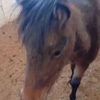 اسب فلابلا،پونی،مادیون ۶ساله سواری