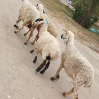 میش کاور شیرازی مناسب