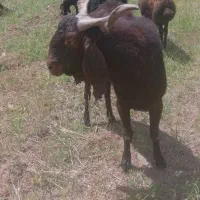 فروش بز نر