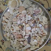 صدف وفسیل آکواریوم