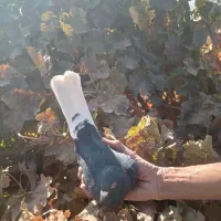 کفتر گلباف تاکرمان میارم براتون