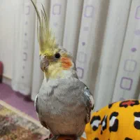 عروس هلندی نر