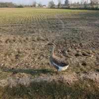 قو غاز|حیوانات مزرعه|رشت, هلال احمر|دیوار