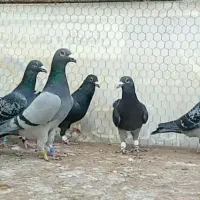دسته کفتر پلاکی.کفتر.جهرم.|پرنده|شیراز, آزادگان|دیوار