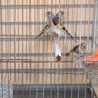 جوجه نر سهره