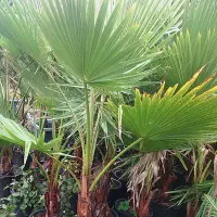 نخل پالم با ۳۰ درصد تخفیف