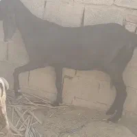 بز دو رگ پنجاب|حیوانات مزرعه|سراوان, |دیوار