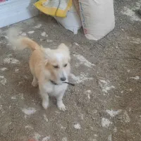 سگ پاکوتاه|سگ|بیرجند, |دیوار