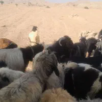 قوچ|حیوانات مزرعه|مسجد سلیمان, |دیوار