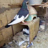 کبوتر یال دم نر .ماده پشتی|پرنده|شیراز, شیخ علی چوپان|دیوار