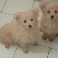 پامر اشپیتز