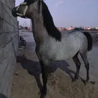 اسب نریان