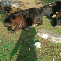 معاوضه گاو با میش