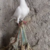 گرفتنی میزون|پرنده|نیشابور, پاستور|دیوار