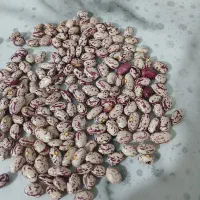 خرید وفروش لوبیا