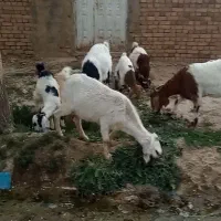 فروش 3 راس بز و بزغاله