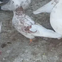 کبوتر گمشده