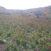 خریدار-یک-تا-دوهکتار-زمین-کشاورزی-در-حومه-گوشه-پل