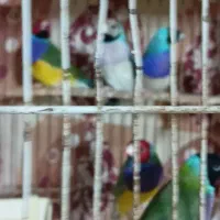فنچ گلدین|پرنده|تهران, شهرک فردوس (حسینی)|دیوار