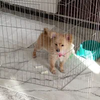 سگ پامر روباهی