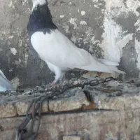 کبوتر طوقی کاکلی|پرنده|قم, الوندیه و گذر صادق|دیوار