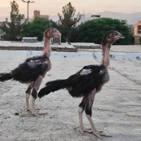 جوجه لاری