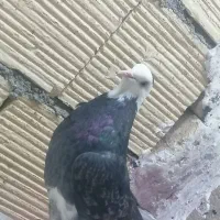 کفتر مفلق شازده