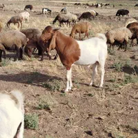 تکه پاکستانی