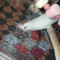 عروس هلندی|پرنده|قرچک, محمد آباد|دیوار