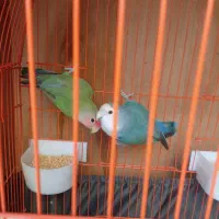 یک جفت طوطی برزیلی بازیگوش|پرنده|گلستان (تهران), |دیوار