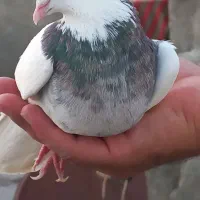 کبوتر طوقی