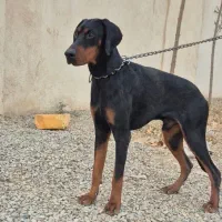 دوبرمن اروپایی نر پوست چرمی|سگ|تهران, درختی|دیوار