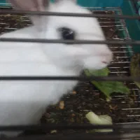 خرگوش خانگی سالم سرحال اروم دستی