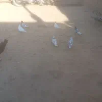 کبوتر پرشی