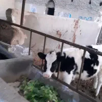 گوساله ۲۰۰ کیلو ۵ماهه هلشتاین اصل