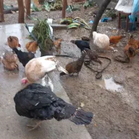 مرغ وخروس|حیوانات مزرعه|جلین, |دیوار