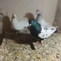 کبوتر رنگی صید|پرنده|چناران, |دیوار