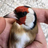 سهره نر ۴گل