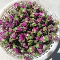 غنچه وگل پر خشک گل سرخ