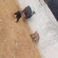 یک راس بز با گوسفند