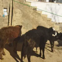 پنج عدد گوساله ماده