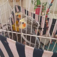 ۲عدد عروس هلندی|پرنده|بومهن, |دیوار