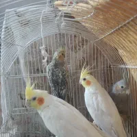 عروس هلندی|پرنده|کرج, آق تپه|دیوار