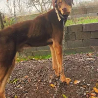 واگذاری دوبرمن نر  قد بلند