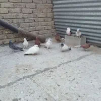 کبوتر|پرنده|اصفهان, جلالیه|دیوار